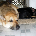 dog veterinary care in HIlliard Ohio-2